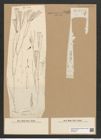 Licmophora grandis var. divisa (Kuetz.) Grun. (de-Toni-Nr.: Genus 86, Species 2966) Zeichnungen Sammlung Grunow Nr. 6025 (NHMW-BOT-W0374521)